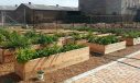 community-garden